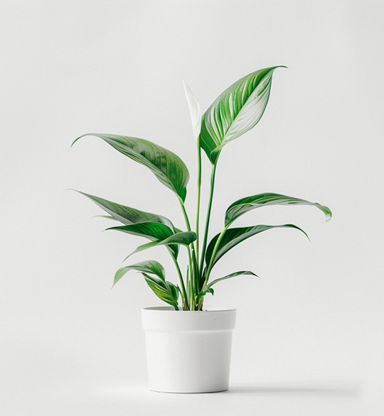 product-03 product 03